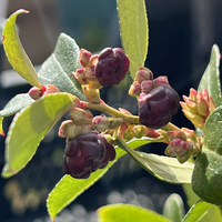 Gaultheria 'Wisley Pearl'